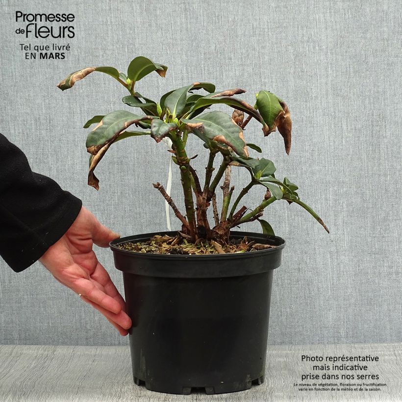Rhododendron Naselle Vaso da 4L/5L esemplare consegnato in primavera