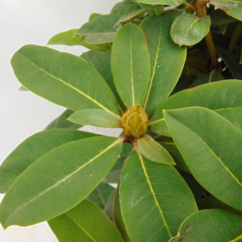 Rhododendron Red Jack (Fogliame)