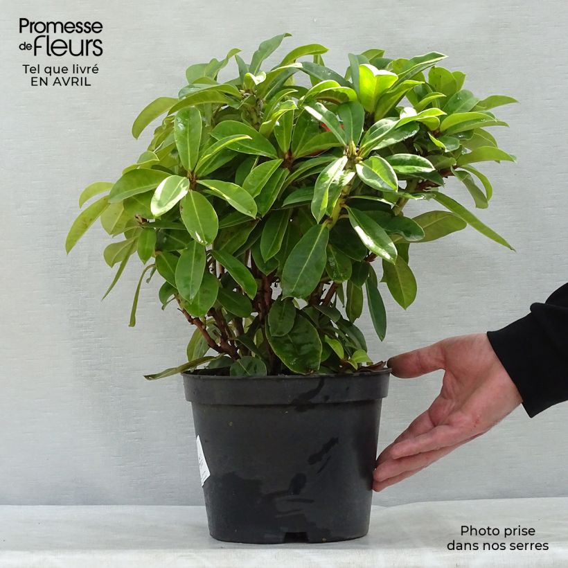 Rhododendron Red Jack Vaso da 4L/5L esemplare consegnato in primavera