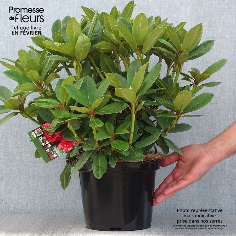 Esemplare di Rhododendron Red Jack Vaso da 4L/5L come consegnato in autunno
