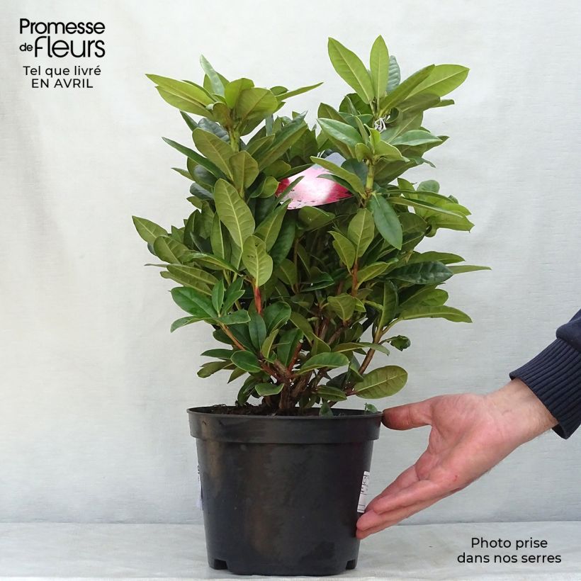 Rhododendron Rocket Vaso da 4L/5L esemplare consegnato in primavera