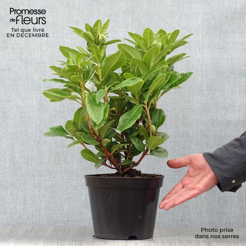 Rhododendron Rocket Vaso da 4L/5L esemplare consegnato in inverno