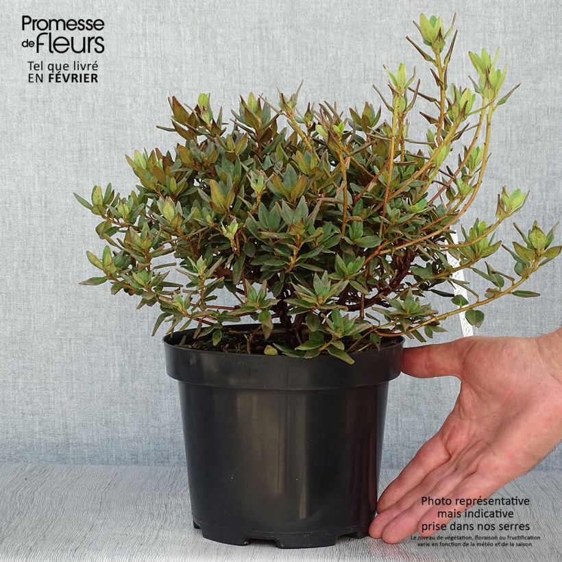 Esemplare di Rhododendron impeditum Ramapo Vaso da 2L/3L come consegnato in autunno