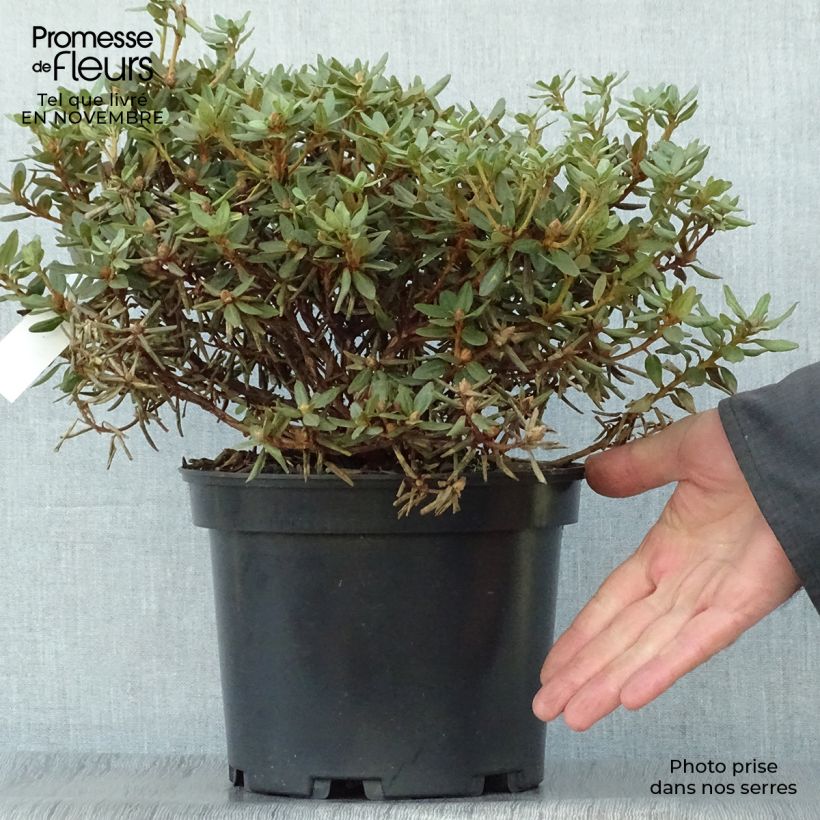Esemplare di Rhododendron Rhododendron impeditum Vaso da 2L/3L come consegnato in autunno