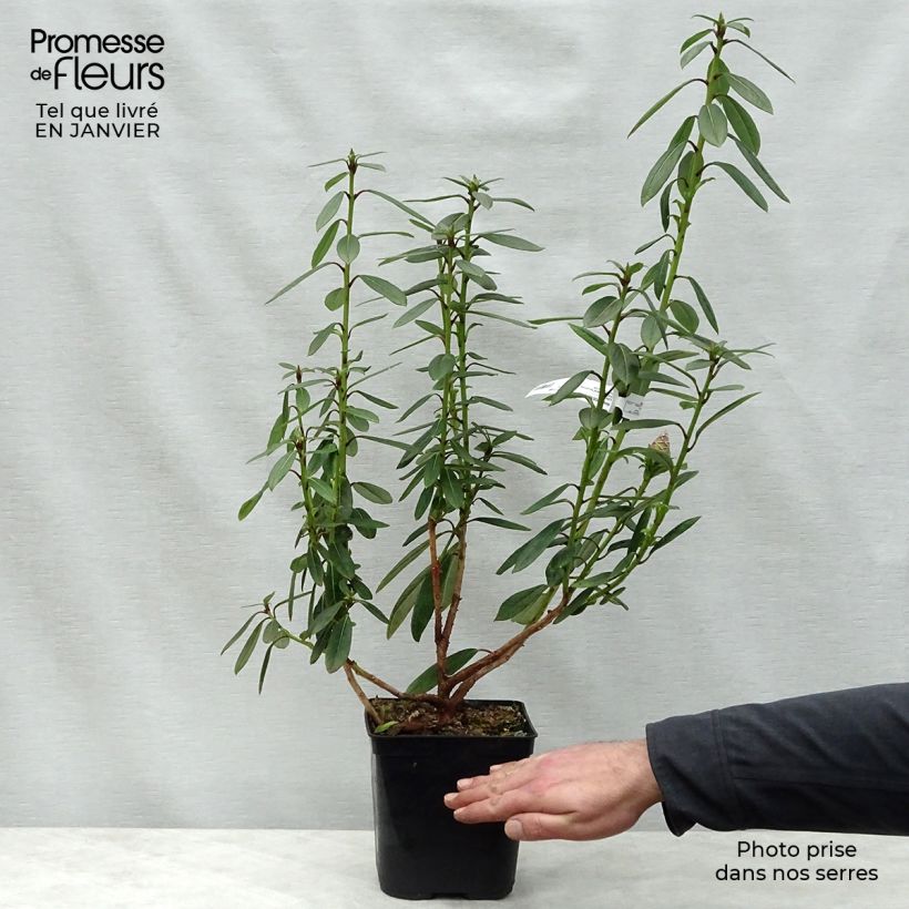 Rhododendron lindleyi Vaso da 4L/5L esemplare consegnato in inverno