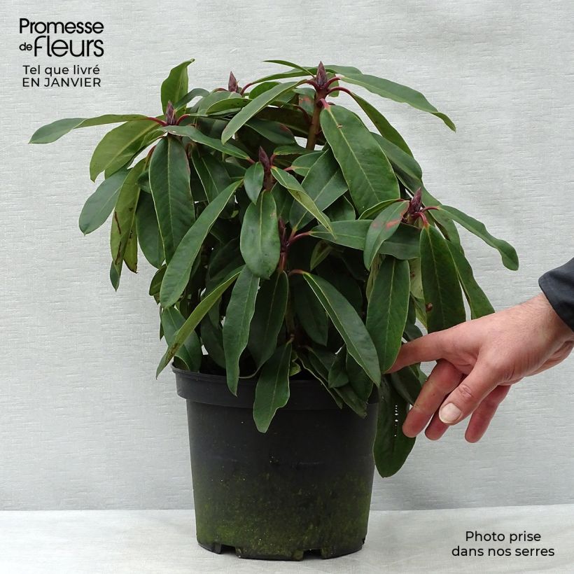 Rhododendron loderi King George Vaso da 4L/5L esemplare consegnato in inverno