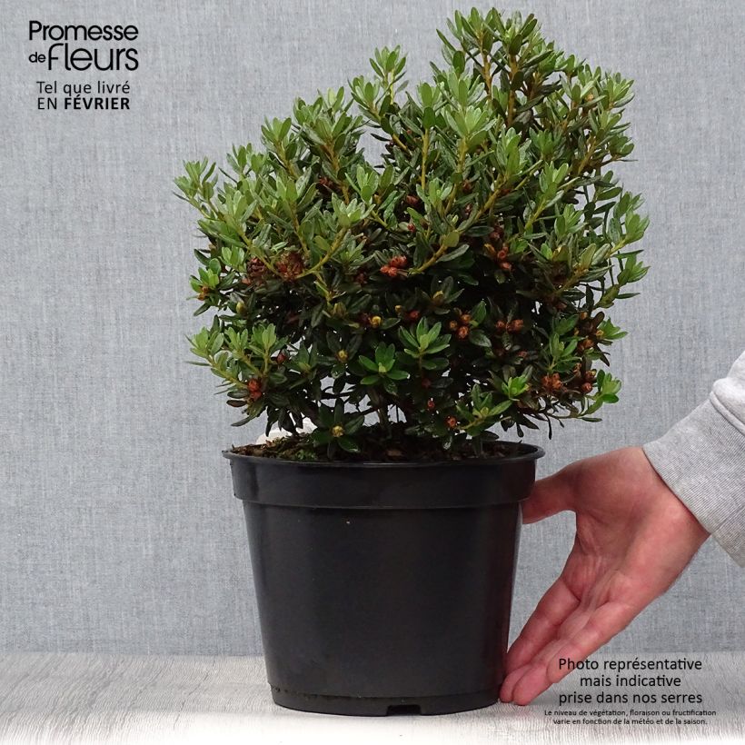 Esemplare di Rhododendron Azurika Vaso da 2L/3L come consegnato in autunno