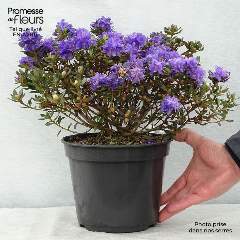 Rhododendron Azurika Vaso da 2L/3L esemplare consegnato in primavera