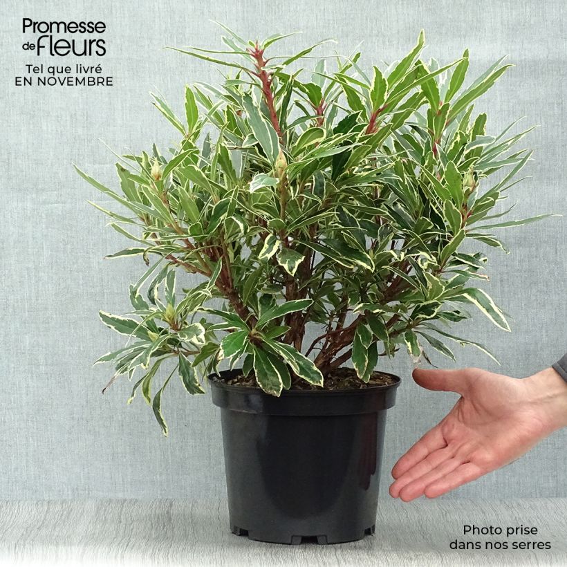 Esemplare di Rododendro pontico Variegatum Vaso da 4L/5L come consegnato in autunno