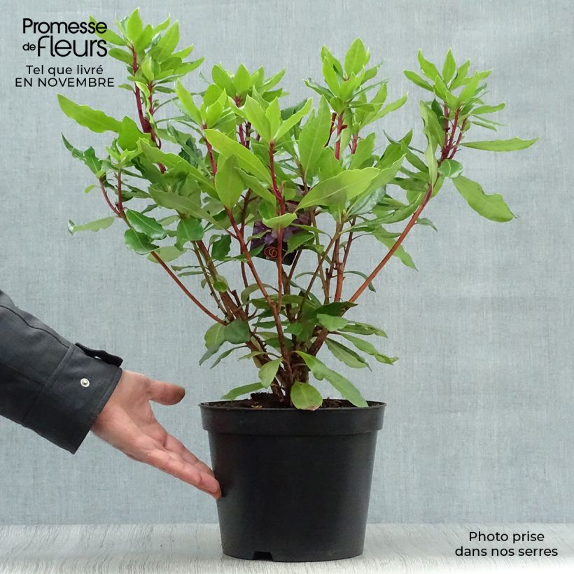 Esemplare di Rhododendron ponticum - Rododendro pontico Vaso da 3L/4L come consegnato in autunno