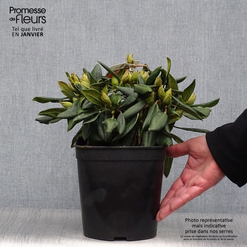Rhododendron yakushimanum Barbarella Vaso da 4L/5L esemplare consegnato in inverno