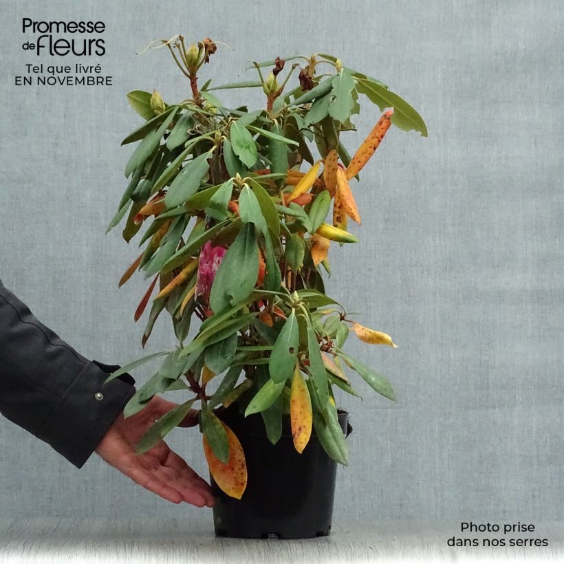 Esemplare di Rhododendron yakushimanum Caroline Allbrook Vaso da 2L/3L come consegnato in autunno