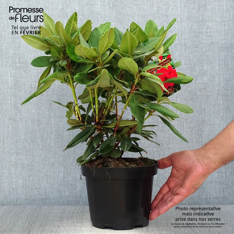 Esemplare di Rhododendron yakushimanum Dopey Vaso da 2L/3L come consegnato in autunno