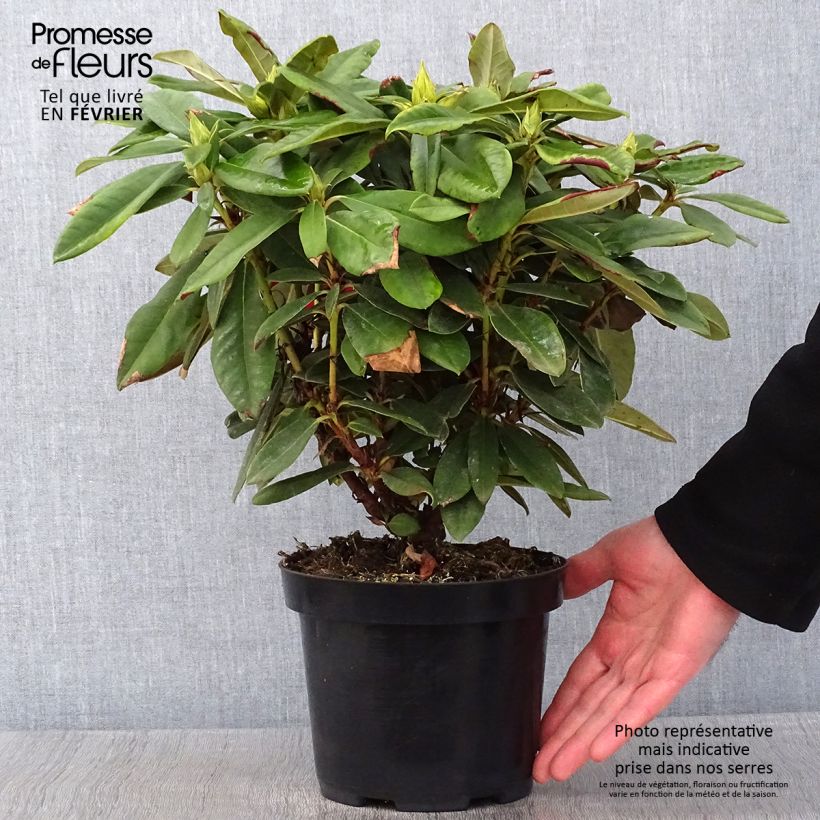 Rhododendron yakushimanum Dopey Vaso da 2L/3L esemplare consegnato in inverno