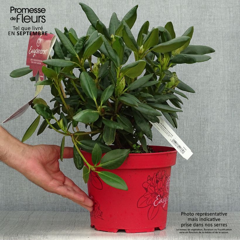 Esemplare di Rhododendron yakushimanum Easydendron Bohlken's Laura Vaso da 4L/5L come consegnato in autunno