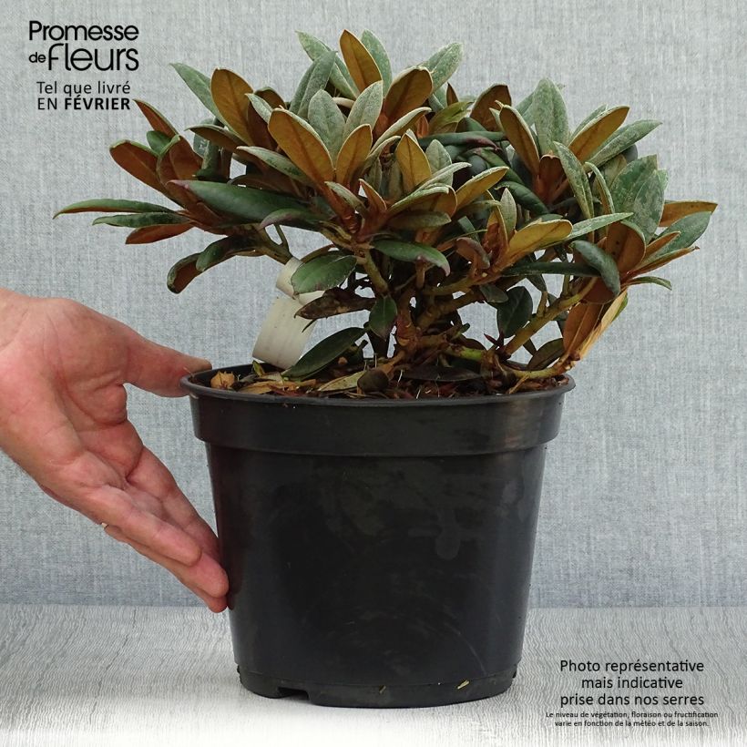 Esemplare di Rhododendron yakushimanum Grumpy Vaso da 3L/4L come consegnato in autunno