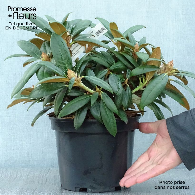 Rhododendron yakushimanum Grumpy Vaso da 3L/4L esemplare consegnato in inverno