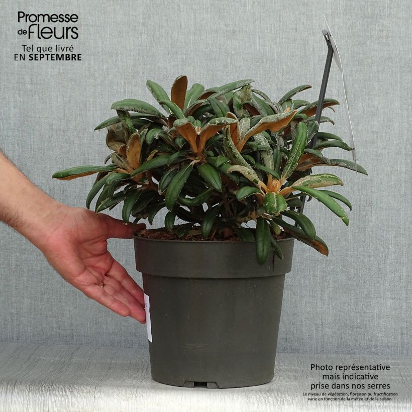 Esemplare di Rhododendron yakushimanum Koichiro Wada Vaso da 4L/5L come consegnato in autunno