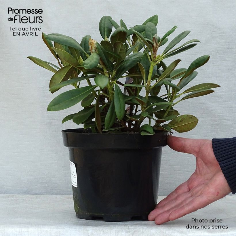 Rhododendron yakushimanum Porzellan Vaso da 3L/4L esemplare consegnato in primavera