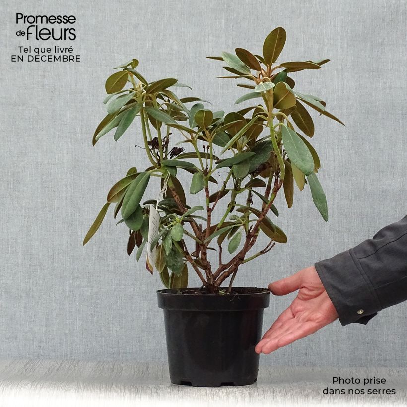 Rhododendron yakushimanum Porzellan Vaso da 3L/4L esemplare consegnato in inverno