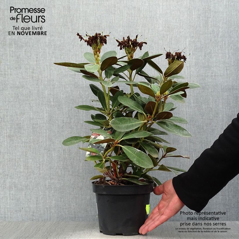 Esemplare di Rhododendron yakushimanum Silberwolke Vaso da 3L/4L come consegnato in autunno