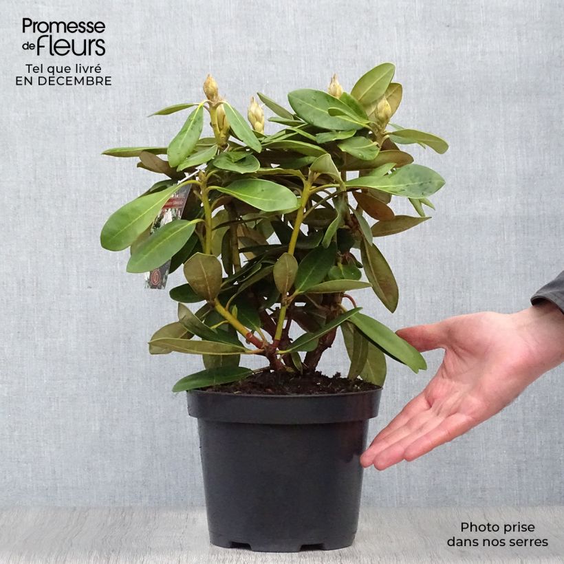 Rhododendron yakushimanum Silberwolke Vaso da 3L/4L esemplare consegnato in inverno