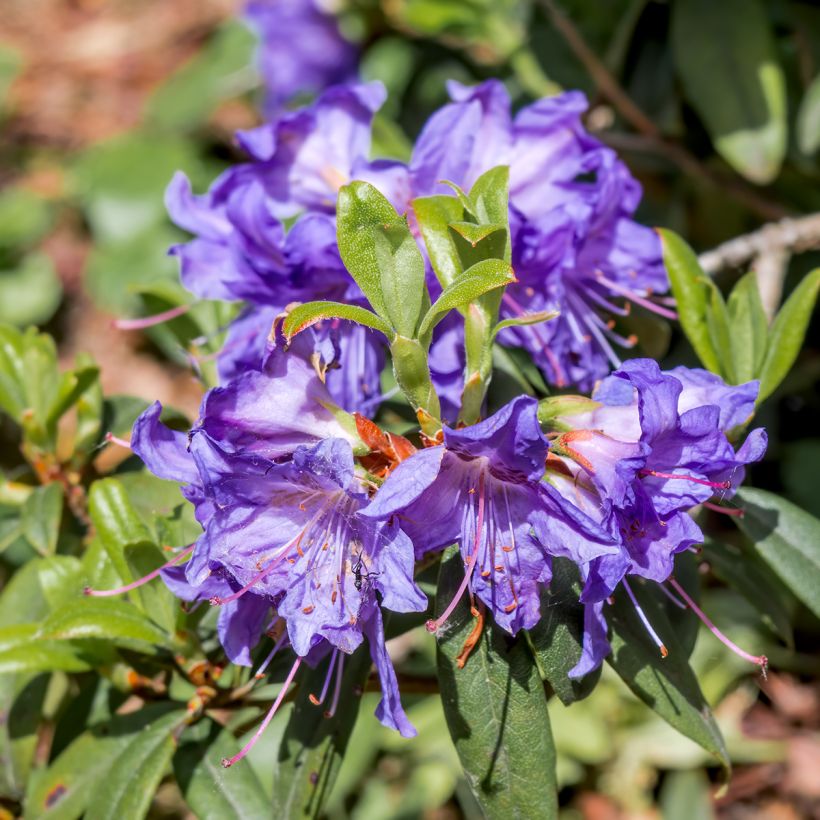 Rhododendron impeditum Select (Fioritura)