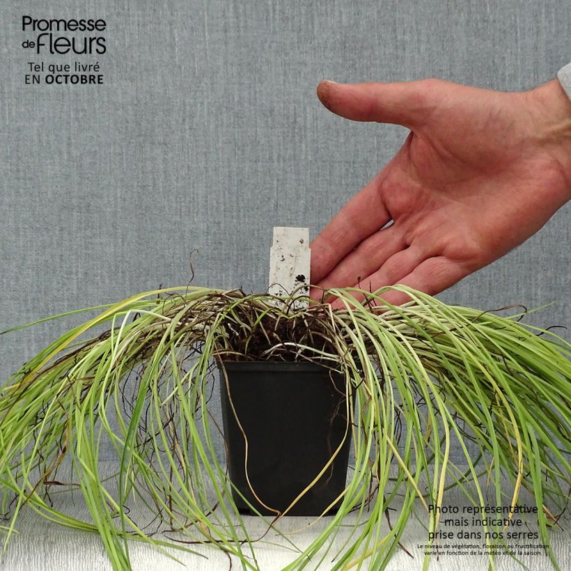 Esemplare di Rhodohypoxis Fairytale Vasetto da 8/9 cm come consegnato in autunno