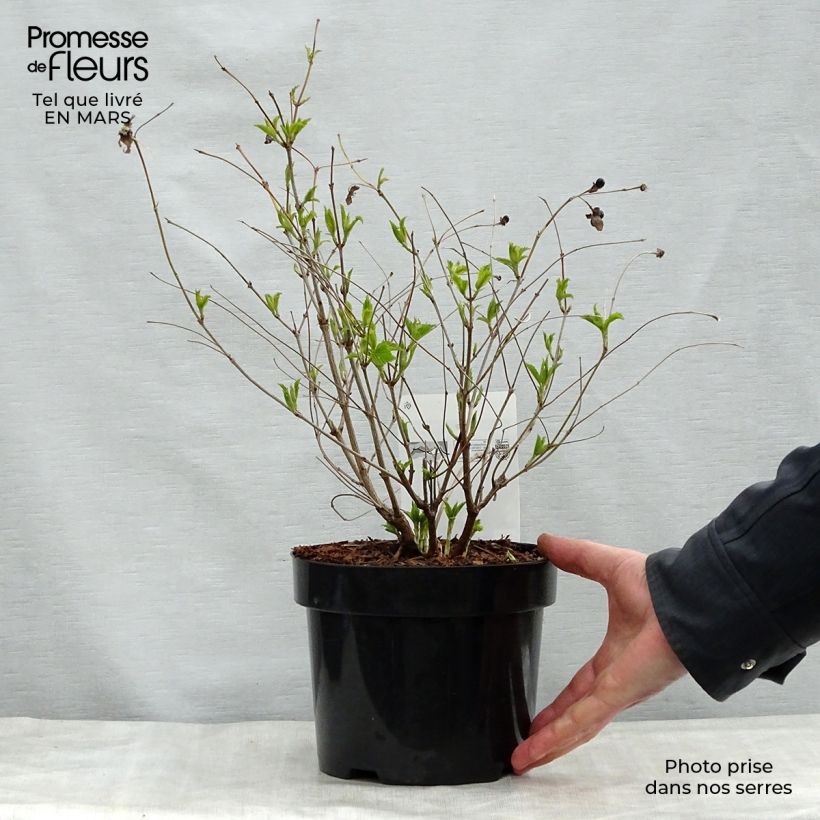 Rhodotypos scandens Vaso da 3L/4L esemplare consegnato in primavera