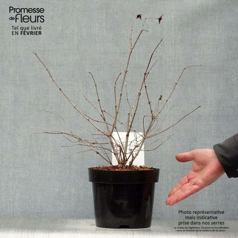 Rhodotypos scandens Vaso da 3L/4L esemplare consegnato in inverno