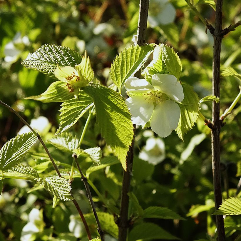 Rhodotypos scandens (Fioritura)