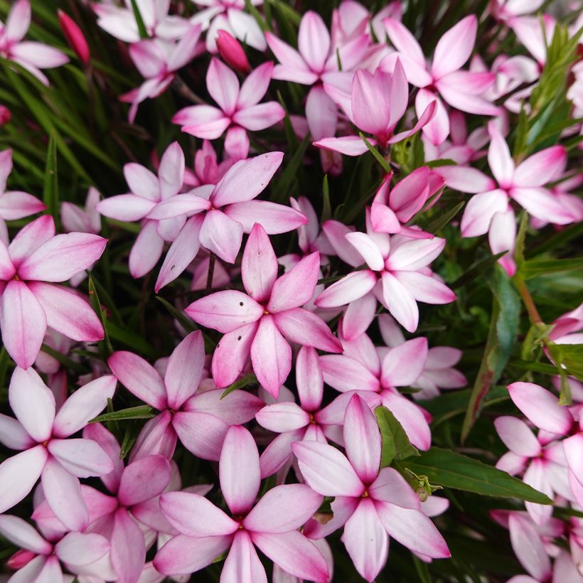 Rhodoxis Abigail (Fioritura)