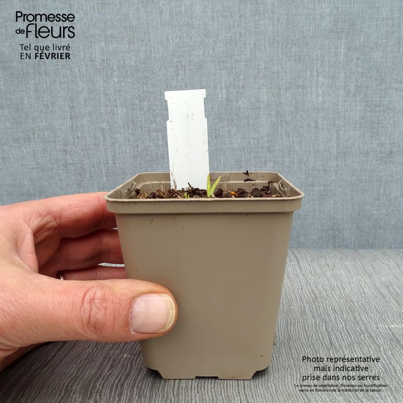 Rhodohypoxis Fairy Kisses Vasetto da 8/9 cm esemplare consegnato in inverno