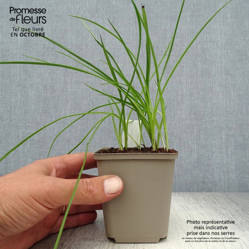 Esemplare di Rhodohypoxis Beverly Vasetto da 8/9 cm come consegnato in autunno
