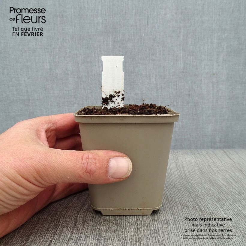 Rhodohypoxis Beverly Vasetto da 8/9 cm esemplare consegnato in inverno