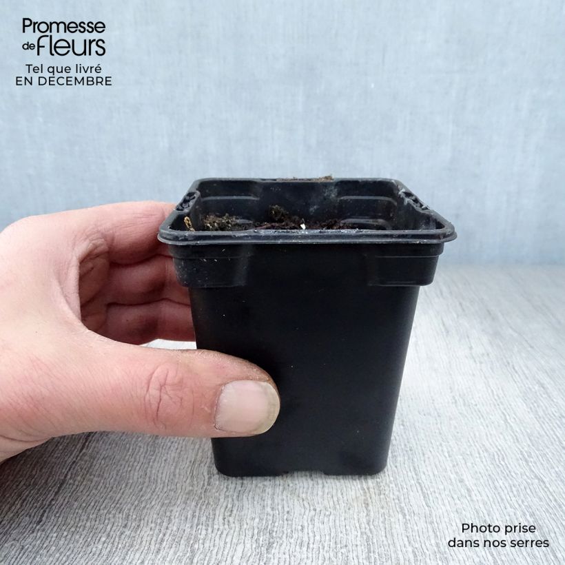 Rheum rhaponticum - Rabarbaro Vasetto da 8/9 cm esemplare consegnato in inverno