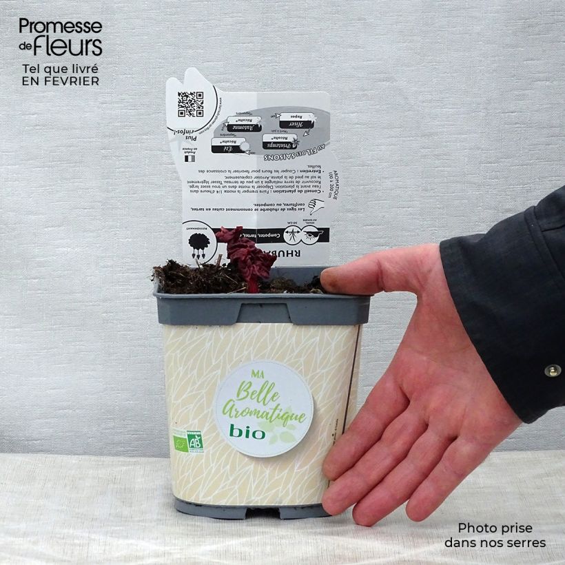 Rheum rhaponticum - Rabarbaro Vaso da 1L/1,5L esemplare consegnato in inverno