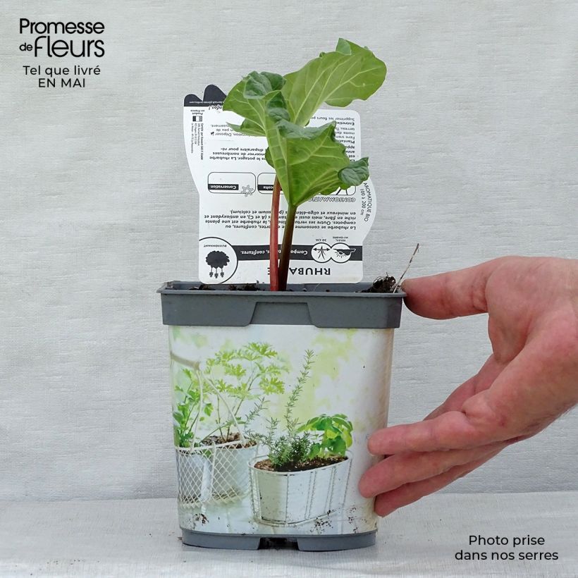 Rheum rhaponticum - Rabarbaro Vaso da 1L/1,5L esemplare consegnato in primavera