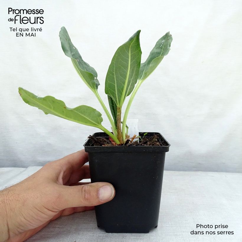 Rheum alexandrae - Rabarbaro ornementale Vasetto da 8/9 cm esemplare consegnato in primavera