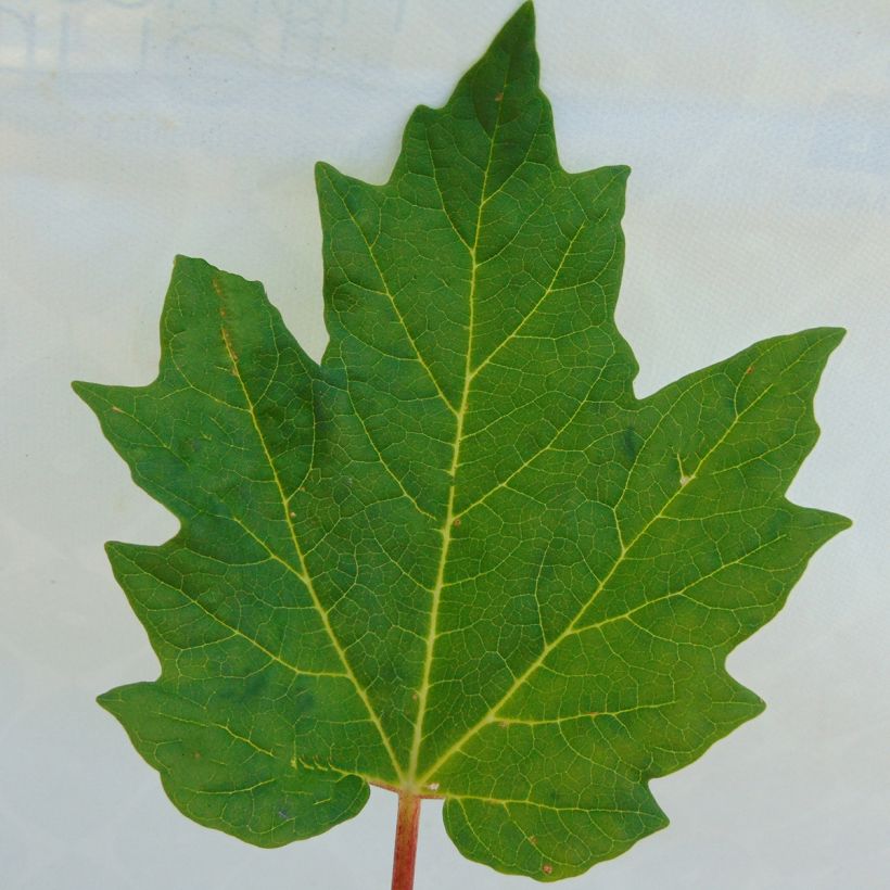 Rheum palmatum var. tanguticum - Rabarbaro palmato (Fogliame)
