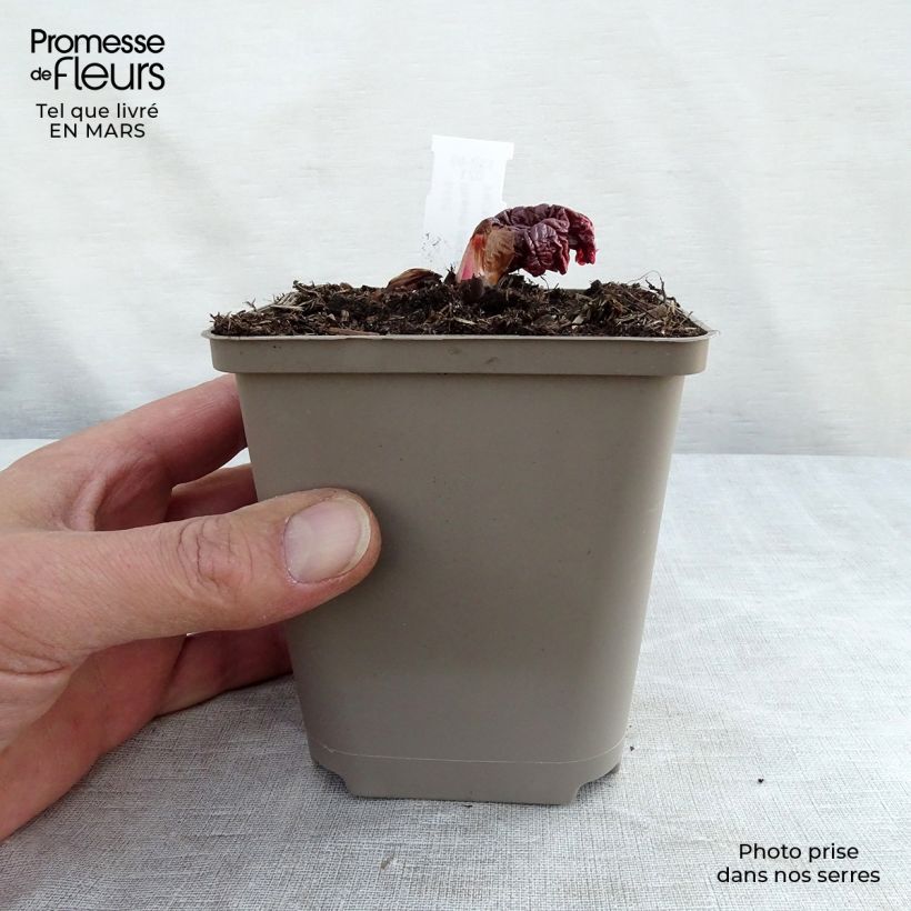 Rheum palmatum var. tanguticum - Rabarbaro palmato Vasetto da 8/9 cm esemplare consegnato in inverno