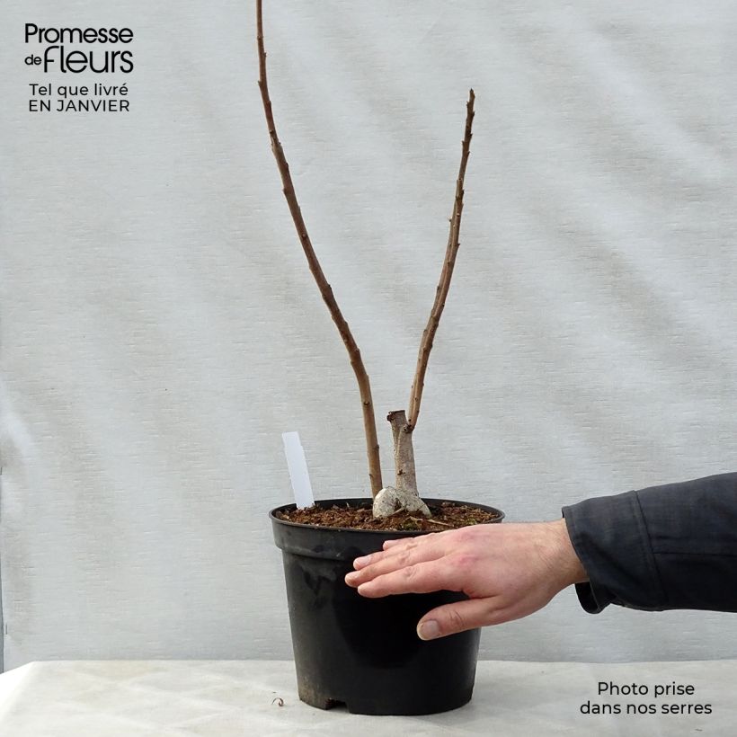 Rhus typhina - Sommaco maggiore Vaso da 4L/5L esemplare consegnato in inverno
