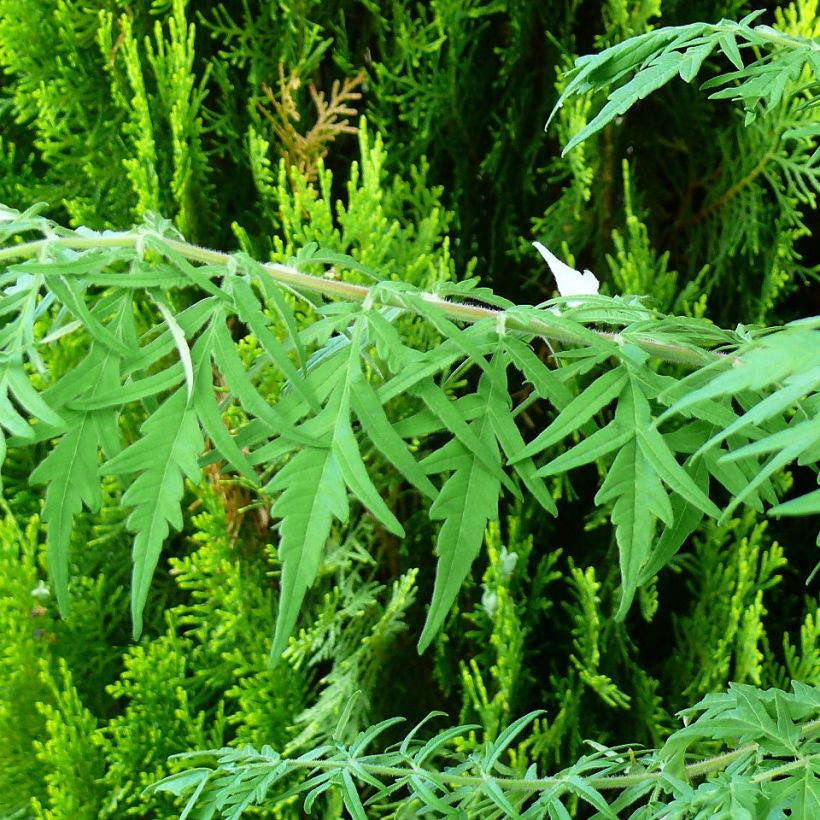 Rhus typhina Dissecta - Sommaco maggiore (Fogliame)