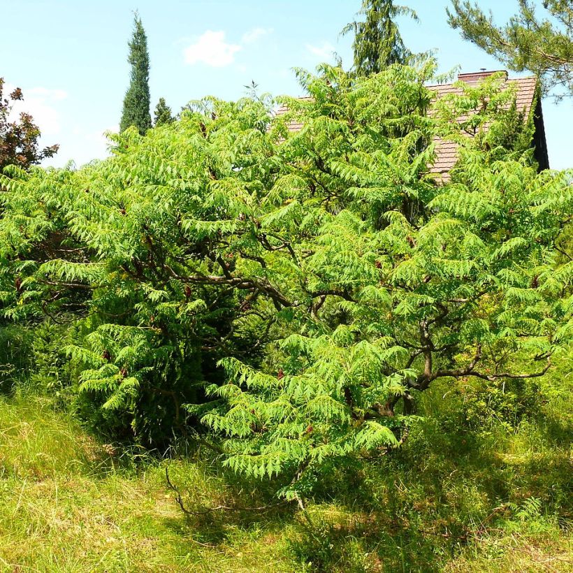 Rhus typhina Dissecta - Sommaco maggiore (Porto)