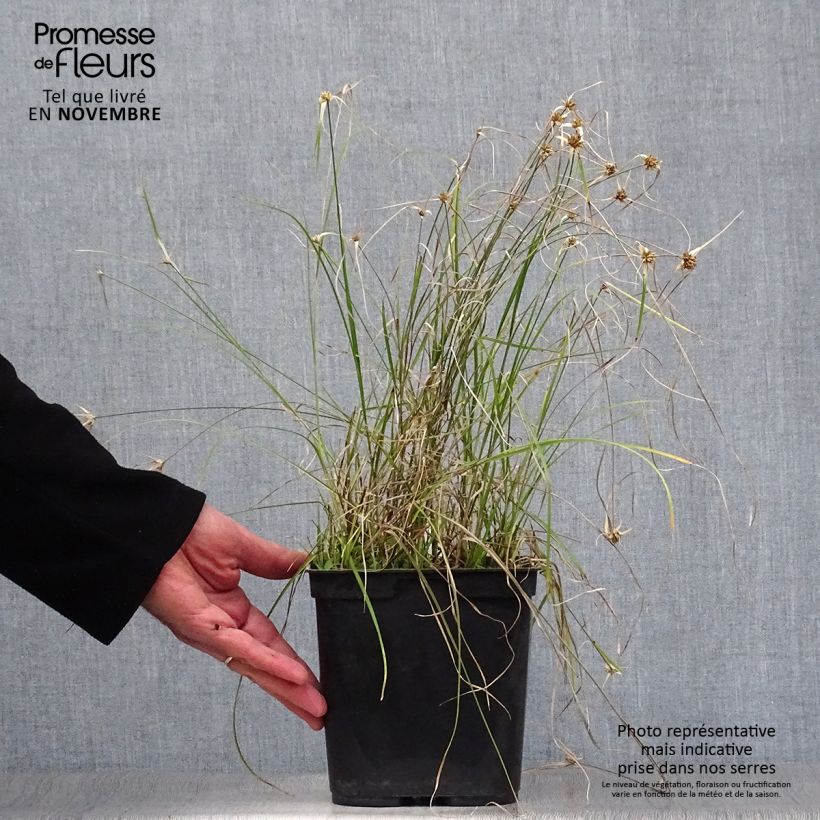 Esemplare di Rhynchospora colorata Vaso da 2L/3L come consegnato in autunno