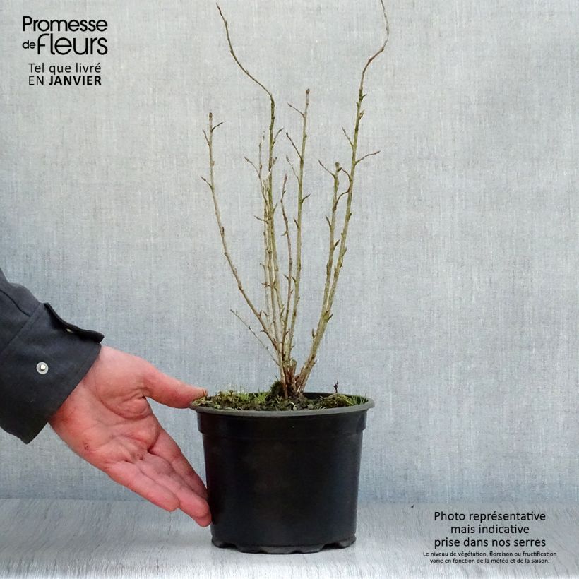 Ribes alpinum - Ribes alpino Vaso da 2L/3L esemplare consegnato in inverno