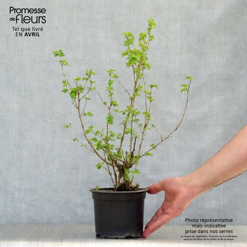 Ribes alpinum - Ribes alpino Vaso da 2L/3L esemplare consegnato in primavera