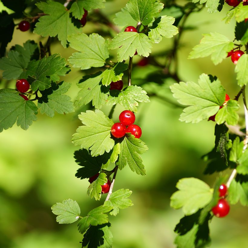 Ribes alpinum - Ribes alpino (Raccolta)