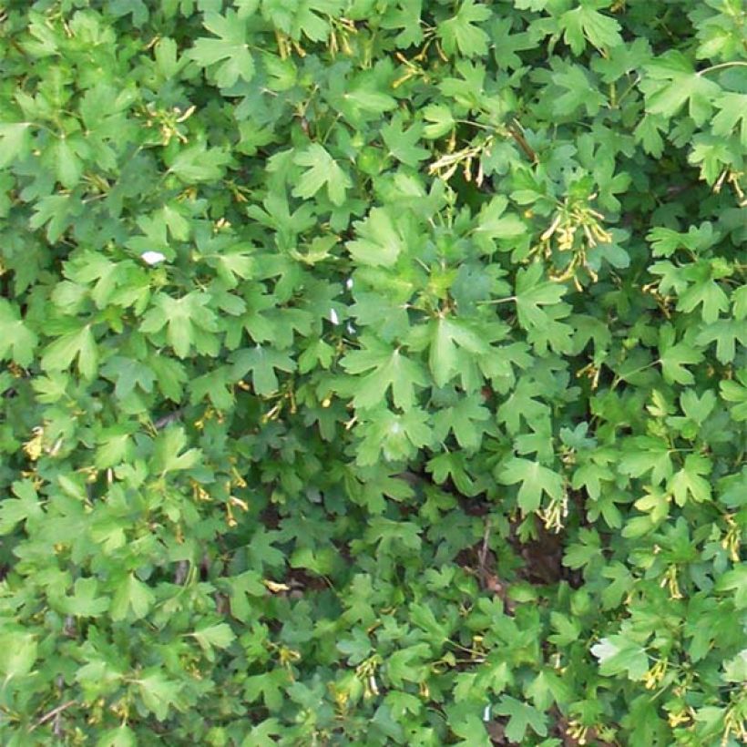 Ribes odoratum (Fogliame)