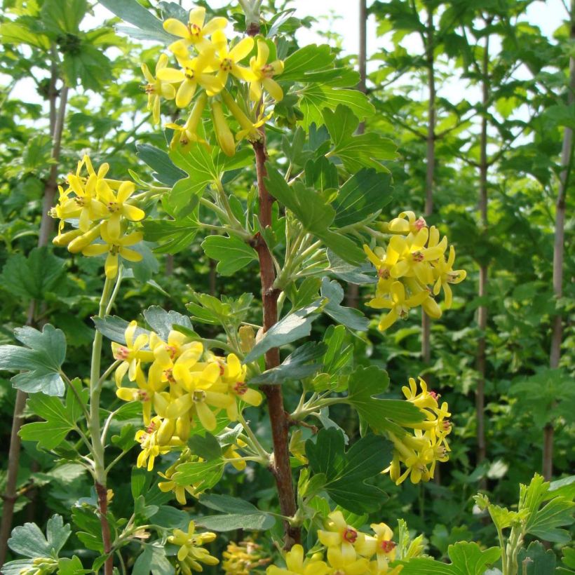 Ribes odoratum (Fioritura)